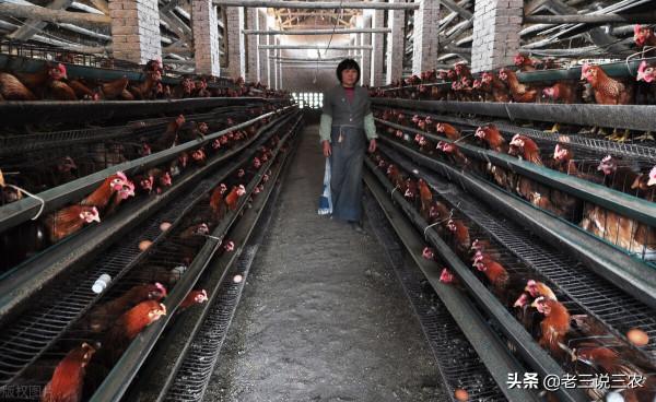 老鼠一夜咬死85只小雞，雞場老闆用這三招，老鼠永遠不再來，厲害