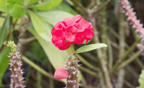適合虎年養的5種“虎花”，虎虎生威不說，還特好養
