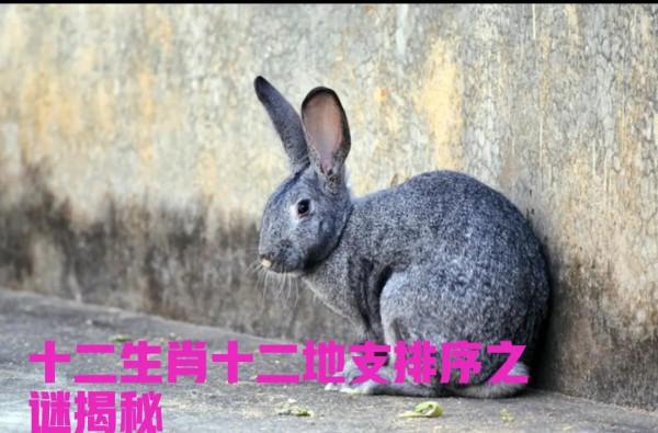 十二生肖十二地支排序之謎揭秘