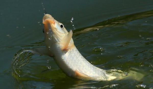 秋天下雨之後，魚兒都會躲在哪裡？找到它們連竿不斷