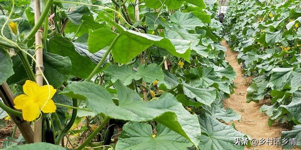 家裡留下來的種菜方法，啥化肥也不用施，蔬菜高產還好吃