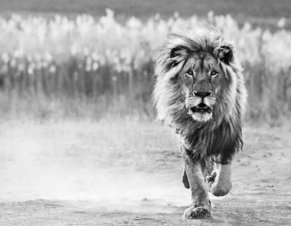 獅中敗類希爾達，幼年差點餓死，被老雌獅收養，長大後卻害死遺孤