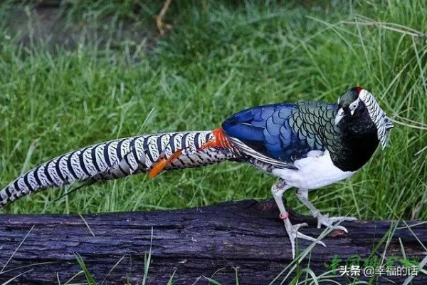 比孔雀還漂亮的雞！大開眼界