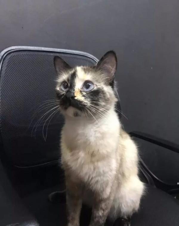 一隻貓擊退3只野狼,只為保護主人 一隻貓擊退3只野狼,只為保護主人