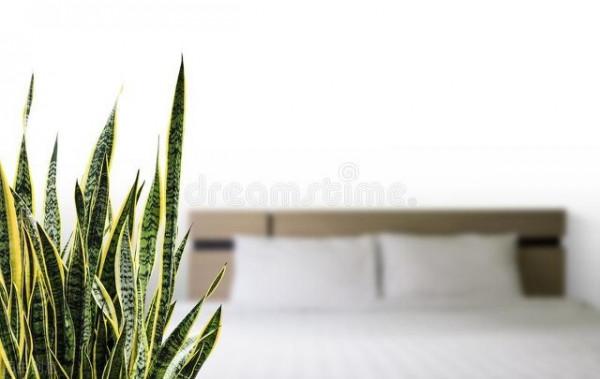 客廳層次感太弱？養這6種綠植試試，大氣又立體，幸福感倍增