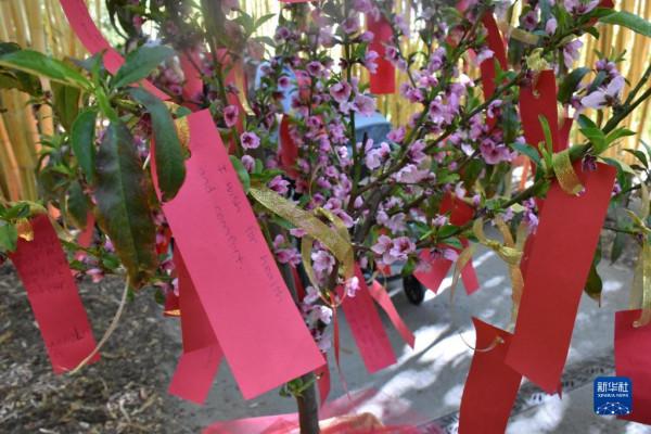 通訊：虎園慶虎年&mdash;&mdash;美國聖迭戈野生動物園舉行中國春節慶祝活動
