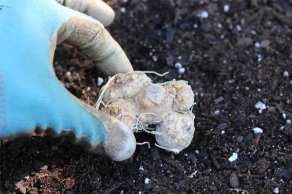 盆栽馬蹄蓮養護指南，用塊莖可以輕鬆繁殖新植株