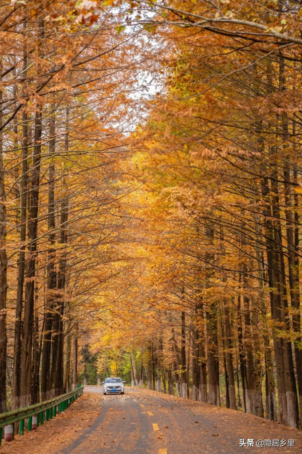 秦嶺紅葉房開售 | 一座座山間小屋，藏著秦嶺最美的秋