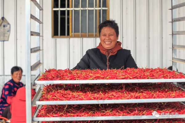 高城鎮嵩垛村的紅辣椒豐收啦