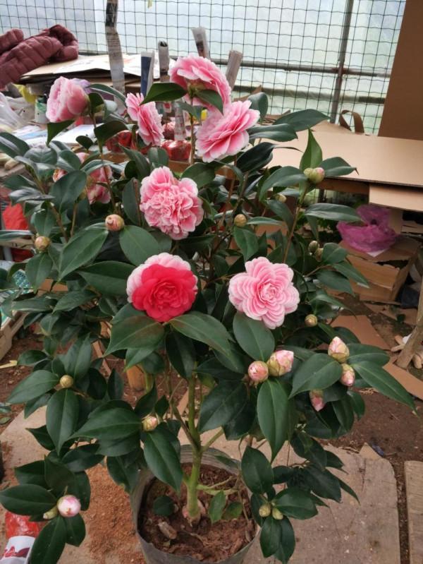 六種漂亮花，越“冷”越開花，吉祥又大氣，建議養一盆