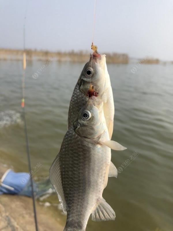2021垂釣日誌之80，成子湖釣大水面沒想到魚口這麼瘋