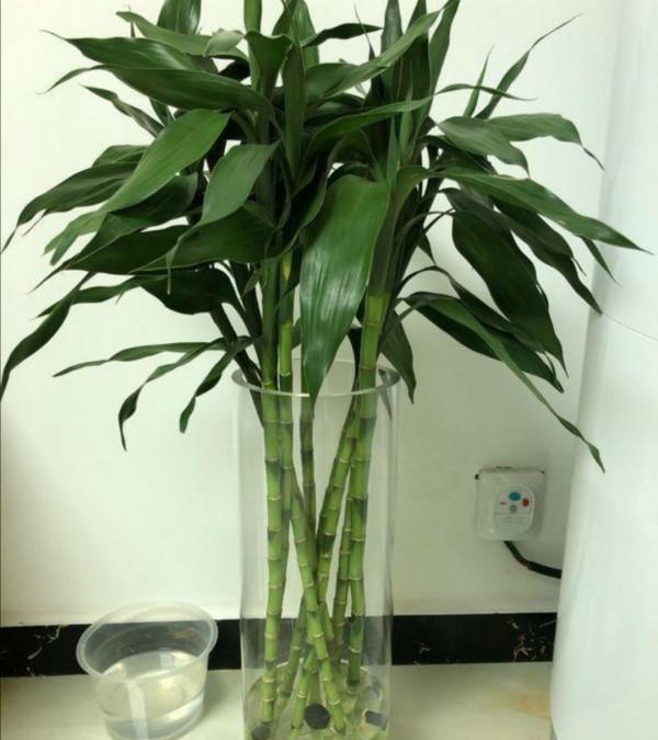 9種“大葉花”，耐陰又好看，不能曬太陽，一曬就“完蛋”