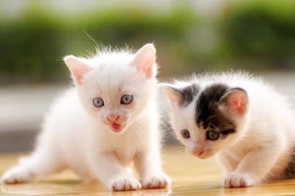 養貓經驗分享，怎麼給貓咪選貓罐頭？