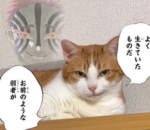 引人猜想的貓!來自書桌的詭異一笑:奴才感到害怕 引人猜想的貓!來自書桌的詭異一笑:奴才感到害怕