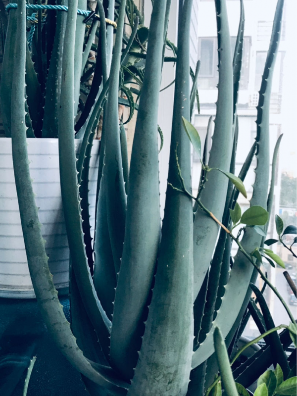 家裡養的蘆薈，養生還美容，學會澆水長得更壯