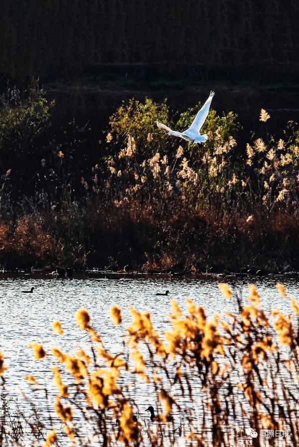 日照 · 冬 · “溼地精靈”​ 日照 · 冬 · “溼地精靈”​