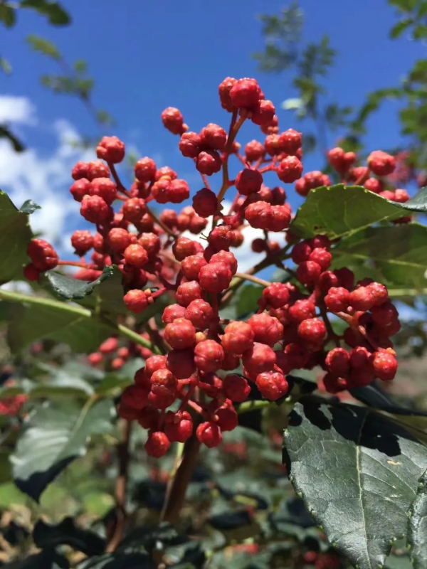 火鍋產業升級，食材才是真正的賽道