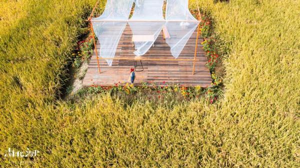打卡“南北湖·荊山裡”稻香大田｜一個將田園與藝術完美結合的好去處