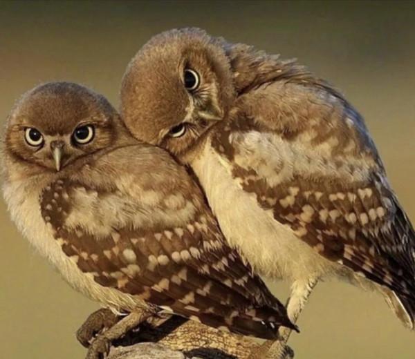 它們活成了我們想要的樣子