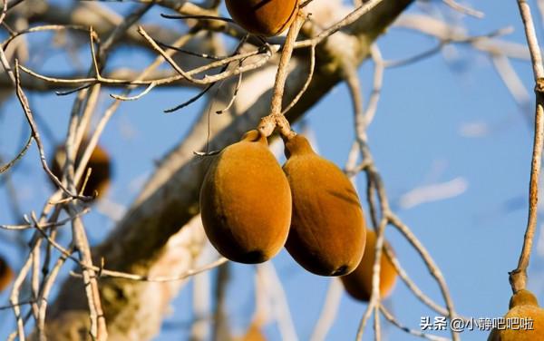 你不知道的20條國家冷知識——“奇妙的”馬達加斯加