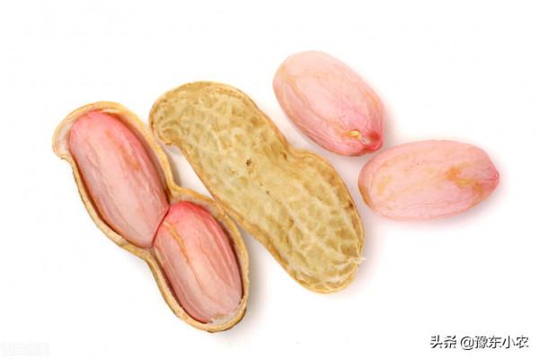 分享2021年我家的花生的畝產量怎麼才能達到800斤以上的? 分享2021年我家的花生的畝產量怎麼才能達到800斤以上的?