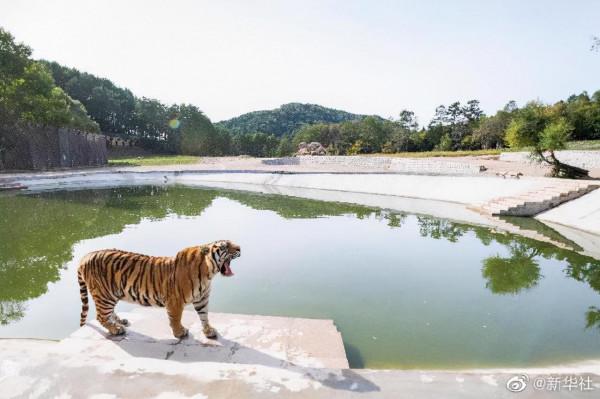 “秋老虎”來了