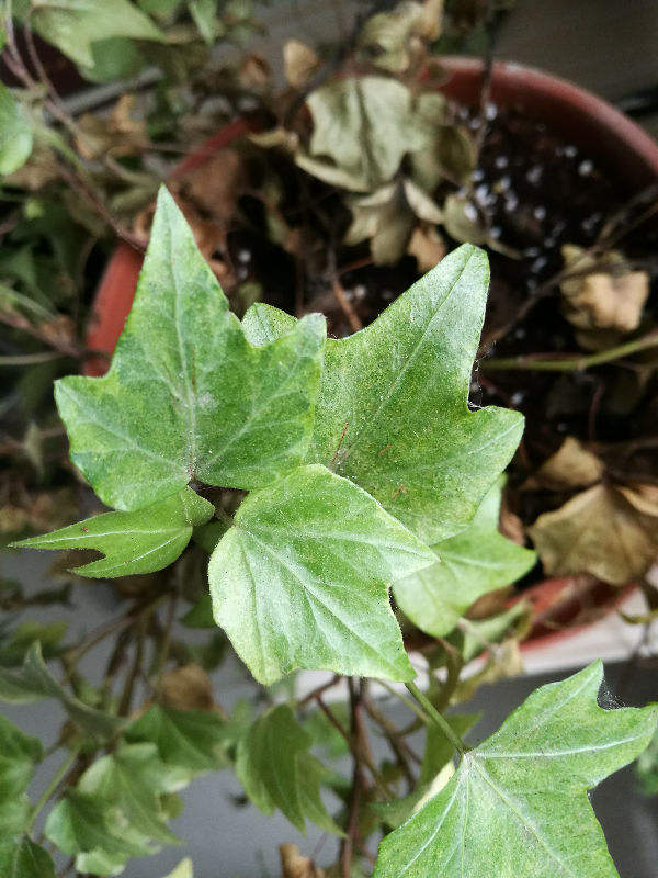 廚房油煙重就養5種綠植，淨化空氣效果好，還能揪一把炒菜吃