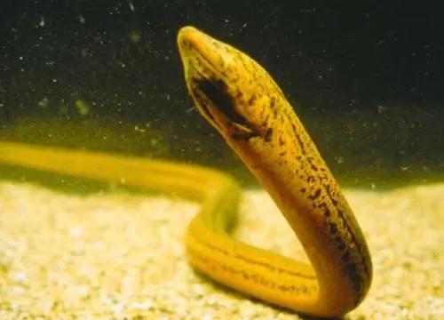 黃鱔中的極品——望月鱔 黃鱔中的極品——望月鱔