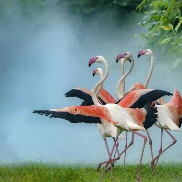 分享圖片動物界的美好時光