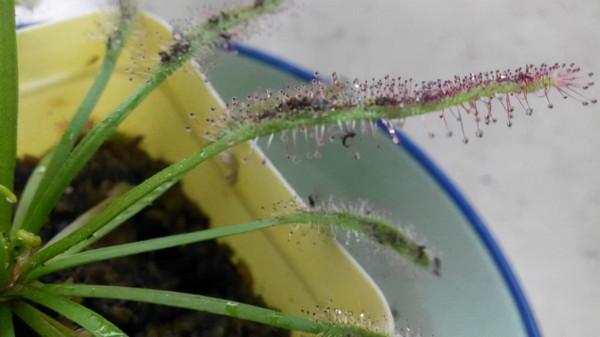 花盆裡小黑飛蟲越來越多怎麼辦？記住這&OpenCurlyDoubleQuote;3招&rdquo;，小飛蟲都死光光