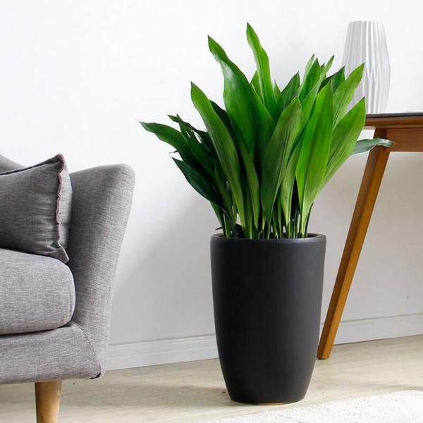 38種超級耐陰的花,沒光也能養爆盆,養在陽臺客廳超有範兒 38種超級耐陰的花,沒光也能養爆盆,養在陽臺客廳超有範兒