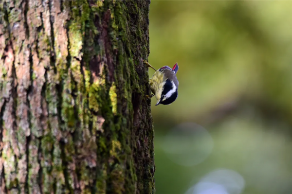 40+張大片!帶你領略這裡的“鳥禽圖鑑”! 40+張大片!帶你領略這裡的“鳥禽圖鑑”!