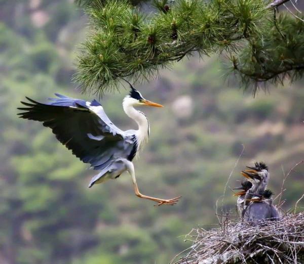 識鳥課堂|美麗的蒼鷺欣賞 識鳥課堂|美麗的蒼鷺欣賞