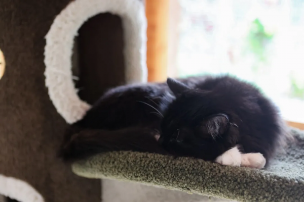 貼貓貓的新玩法 貼貓貓的新玩法