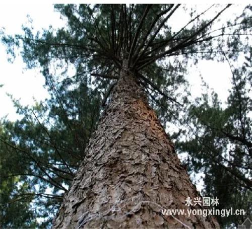 北大荒的秋天釆山記(六)
