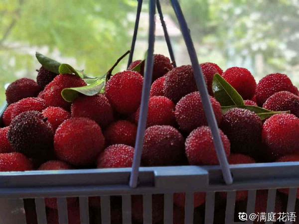 掌握6個養護步驟,放心吃楊梅,清洗也簡單 掌握6個養護步驟,放心吃楊梅,清洗也簡單