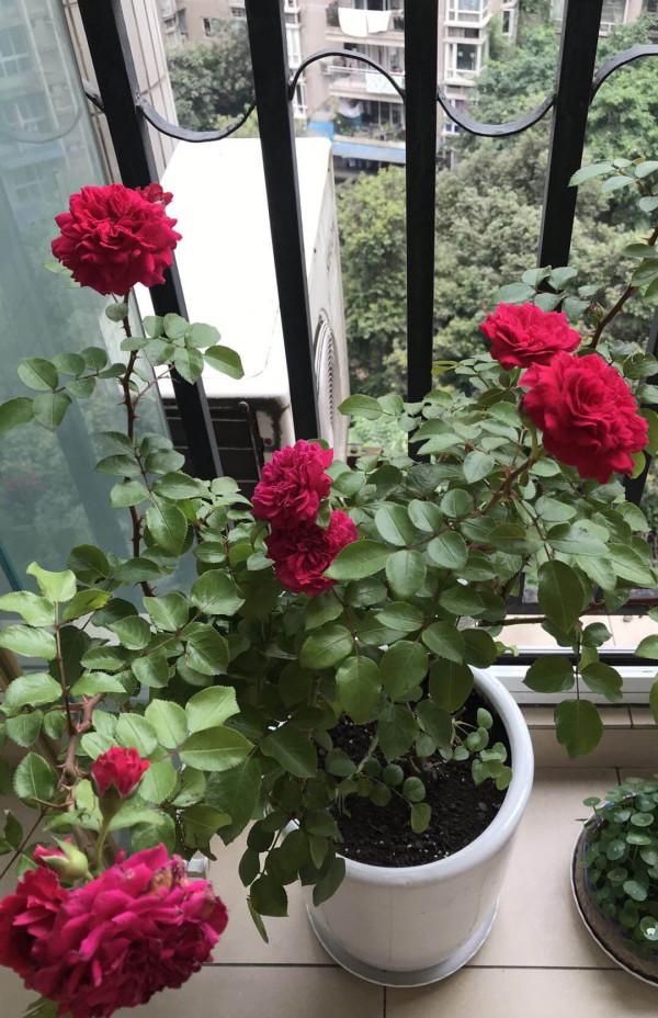 夏日太熱，怕植物旱死？記住這4個妙招