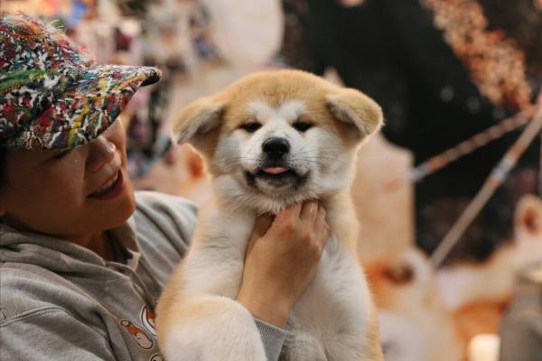 秋田犬:主人對它做這些事,它就會以為你不愛它了 秋田犬:主人對它做這些事,它就會以為你不愛它了