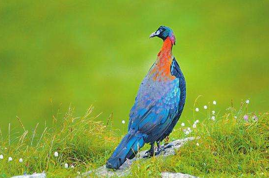 中外“彩虹鳥”大比拼，誰的羽毛顏色，是你心目中的“彩虹色”？