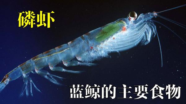 世界上最大的動物，它的舌頭可以站50個人，一天進食量高達5噸