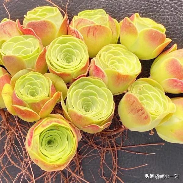 分享&mdash;&mdash;玫瑰多肉