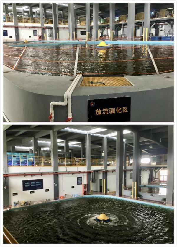 禁漁十年好！長江銷聲匿跡多年的“䲘”頻頻出水，白暨豚有救了？