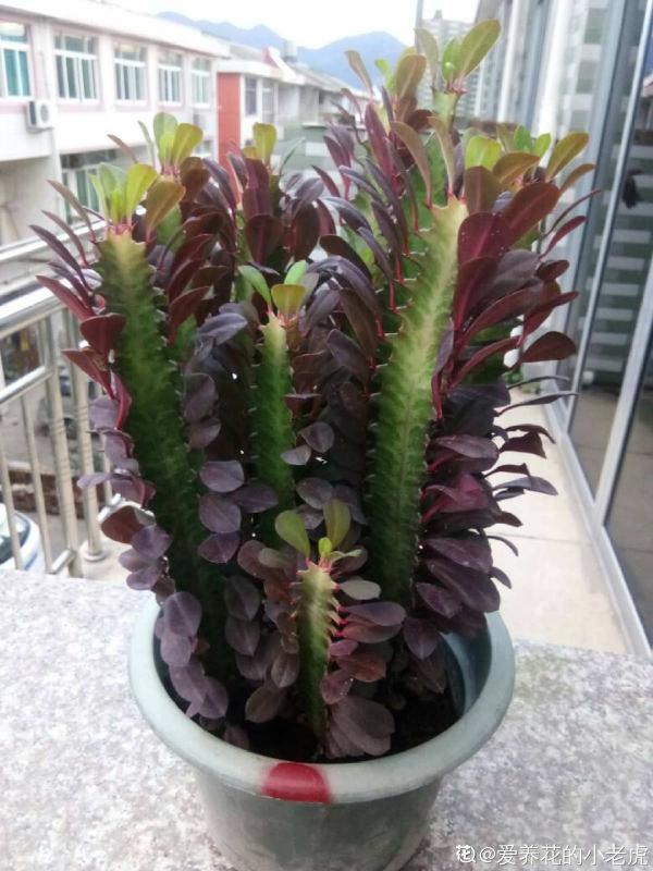 長相“奇葩”的植物，雖然醜，但是特有安全感