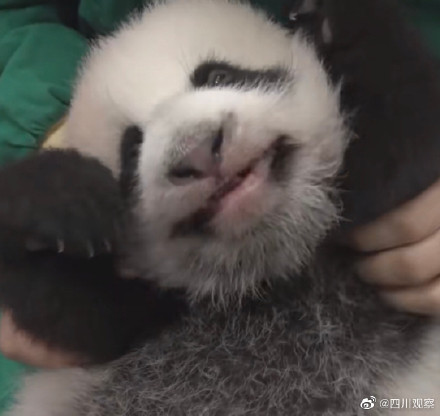 五星好評!熊貓寶寶全身按摩爽到抖腳 五星好評!熊貓寶寶全身按摩爽到抖腳