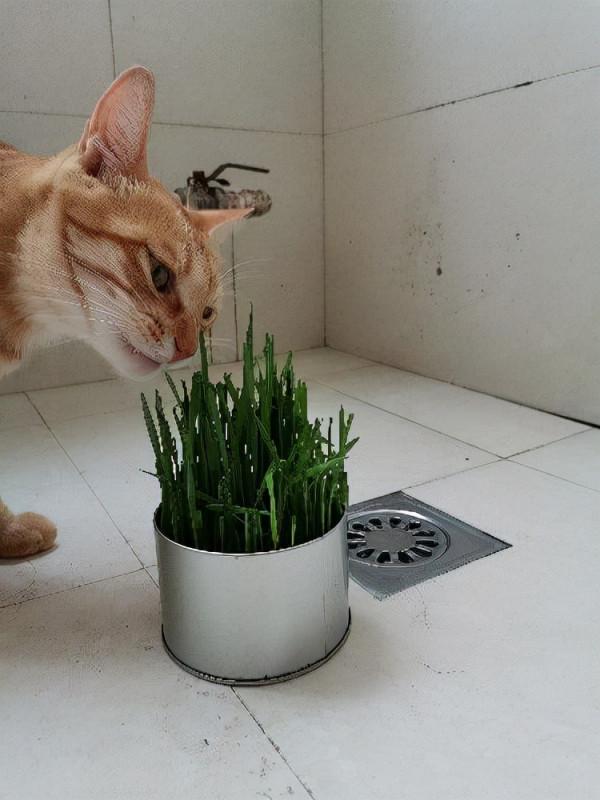 如果你想訓練你的貓,請記住以下幾點 如果你想訓練你的貓,請記住以下幾點