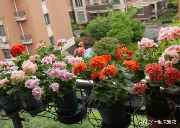 家裡養了3種花，養兩年趕緊丟掉，越老越醜不值錢，你家養過幾種