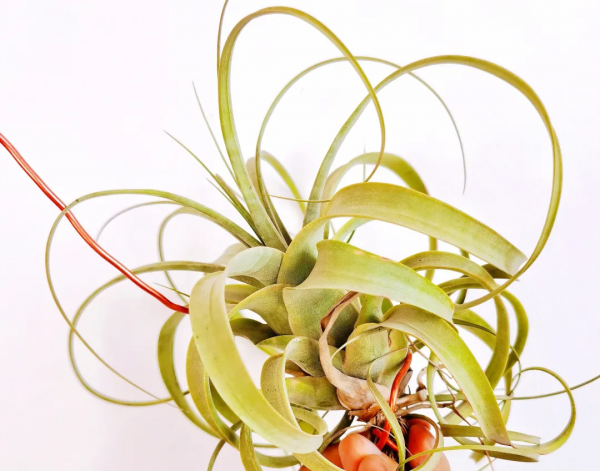 空氣鳳梨欣賞 | 一篇圖文讓你愛上柔婷和羅蘭