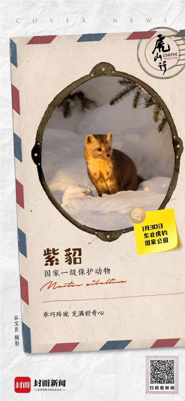 萌化了的紫貂 是東北三寶貝吧丨來自東北虎豹國家公園的明信片