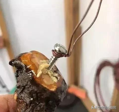 老枝扦插迅速獲取成品盆景的秘密