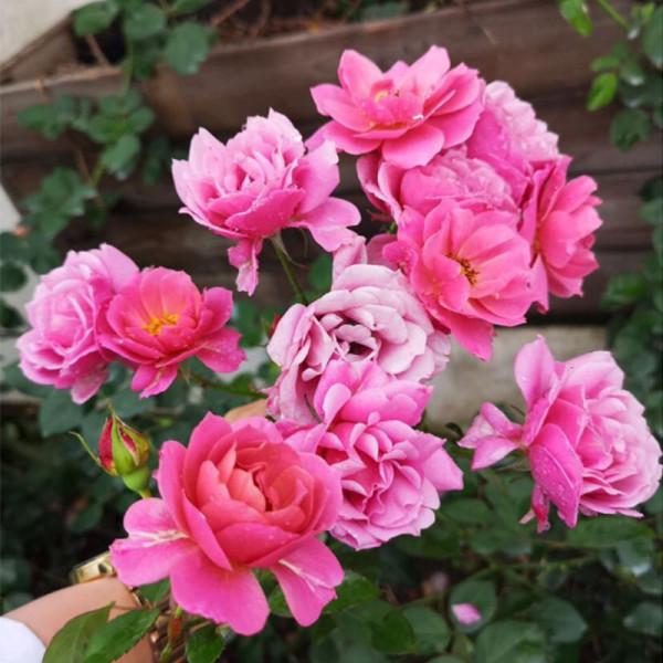 5種“女人花”,吃好又好聞,摘葉子花朵泡茶煲湯,養出嬌嫩容顏 5種“女人花”,吃好又好聞,摘葉子花朵泡茶煲湯,養出嬌嫩容顏